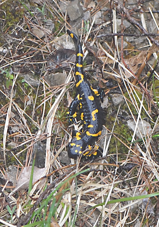 Salamandra pezzata